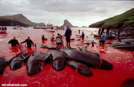 The Rivers Runs Red With Dolphin Blood